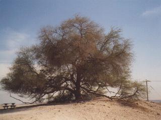 Tree of Life. Einsamer Baum mitten in der W�ste.